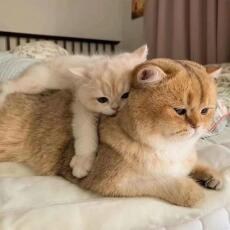 Mlem Xinh Xắn