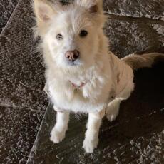 Canh Cải Nêm Bột Ngọt