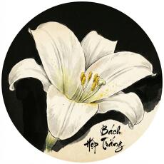 Bách Hợp Trắng