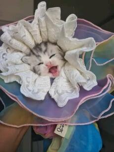 Dương Nguyệt Thanh