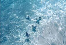 Bao Nhiêu Chữ Là Bấy Nhiêu Nghĩa