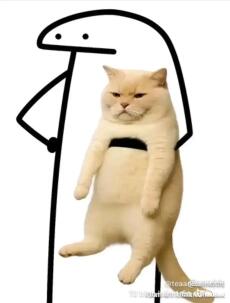 Hạ Hạ