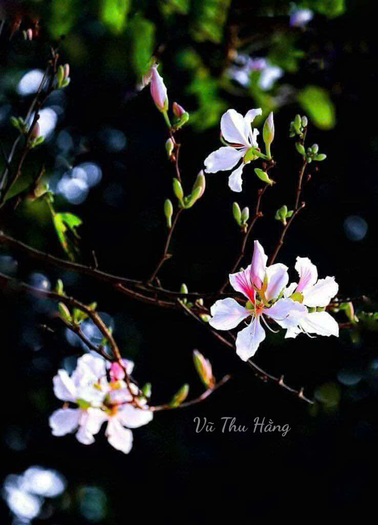 NGƯỜI CŨ HAI ĐỜI