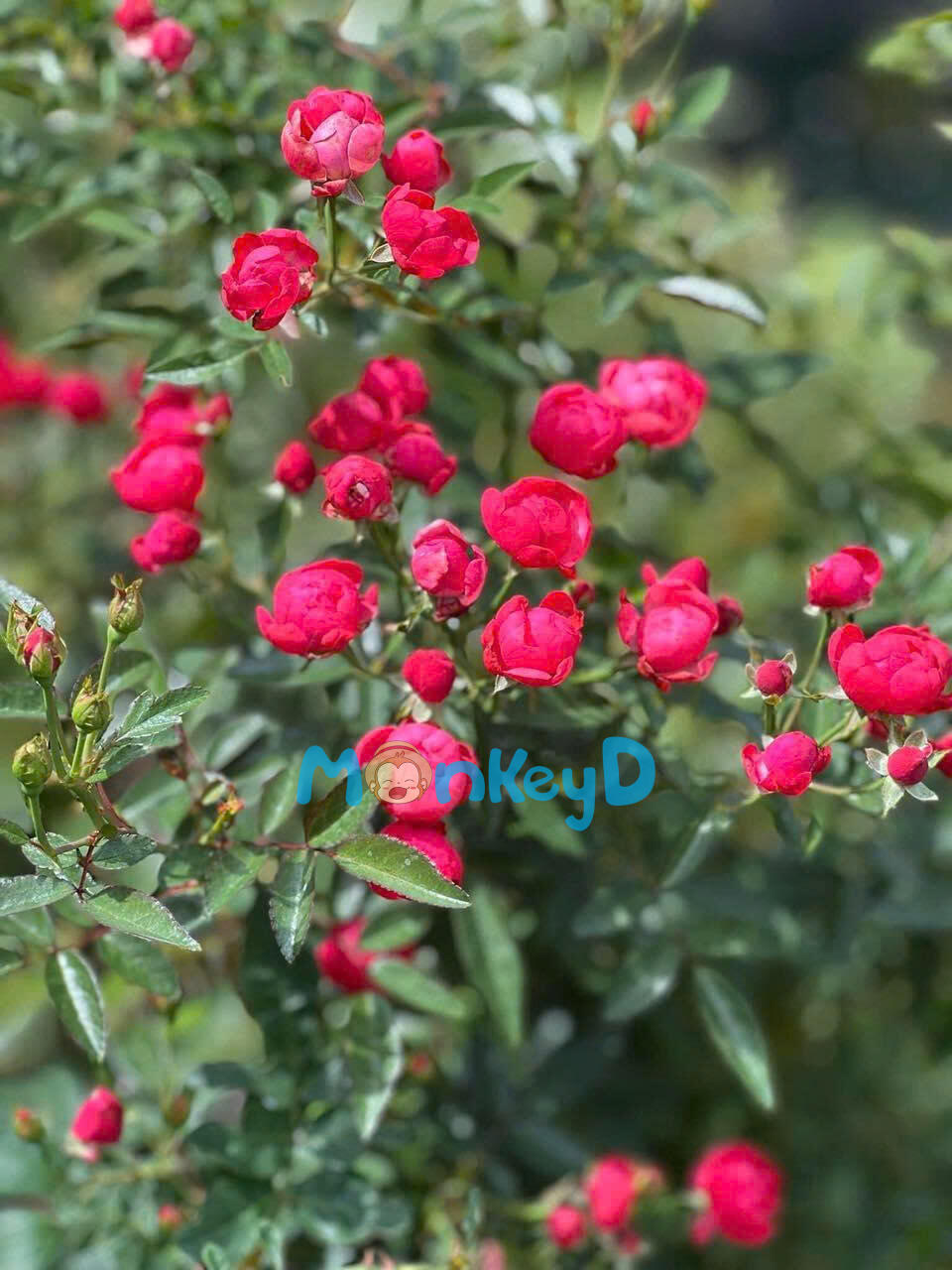 ĐƯA MẸ XUYÊN KHÔNG