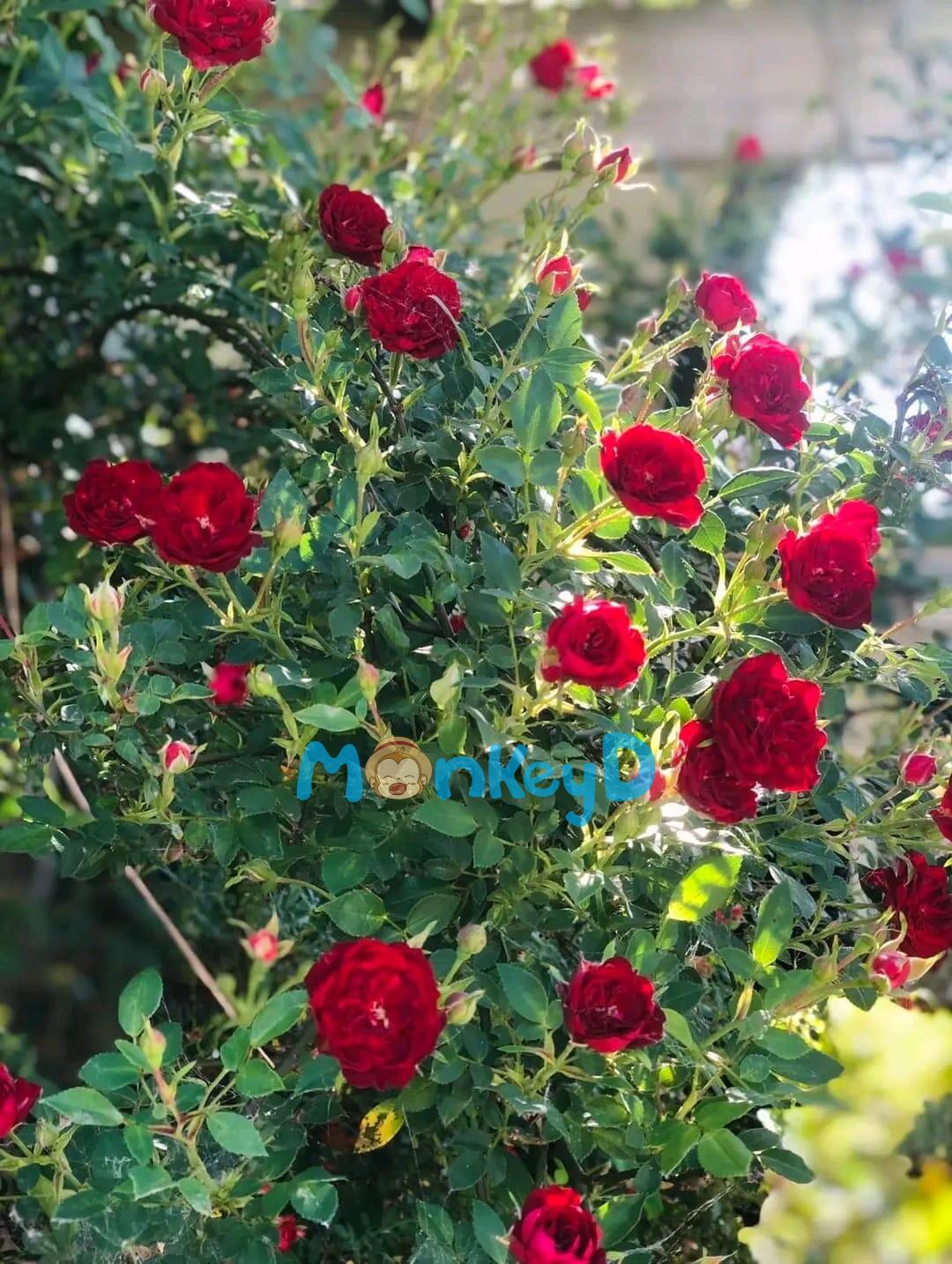 Bốn trăm bốn mươi bệnh, bệnh tương tư là khổ nhất