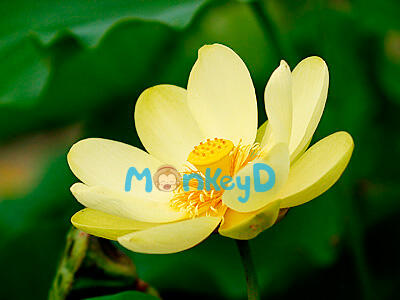 Sao em không yêu lấy chính mình