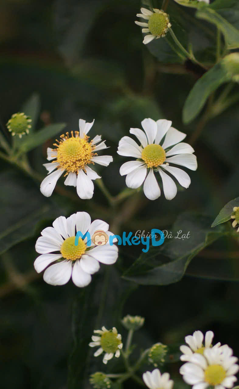 Lâm Vãn - Chiến thần Vương phí