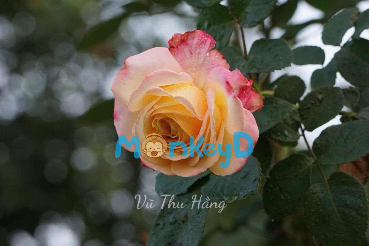 HAI MẶT CỦA LÒNG NGƯỜI