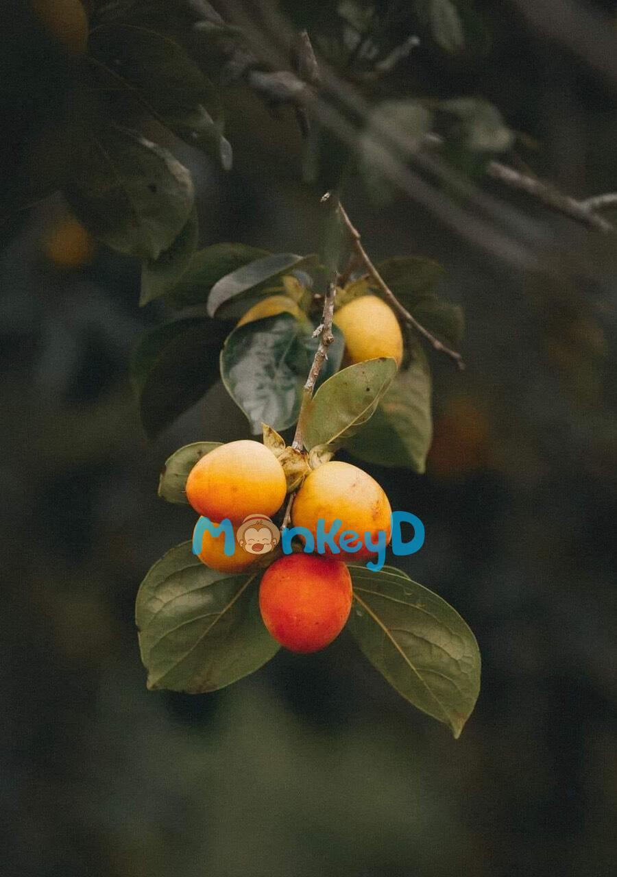 CÁ KHÔNG ĂN MUỐI CÁ ƯƠN