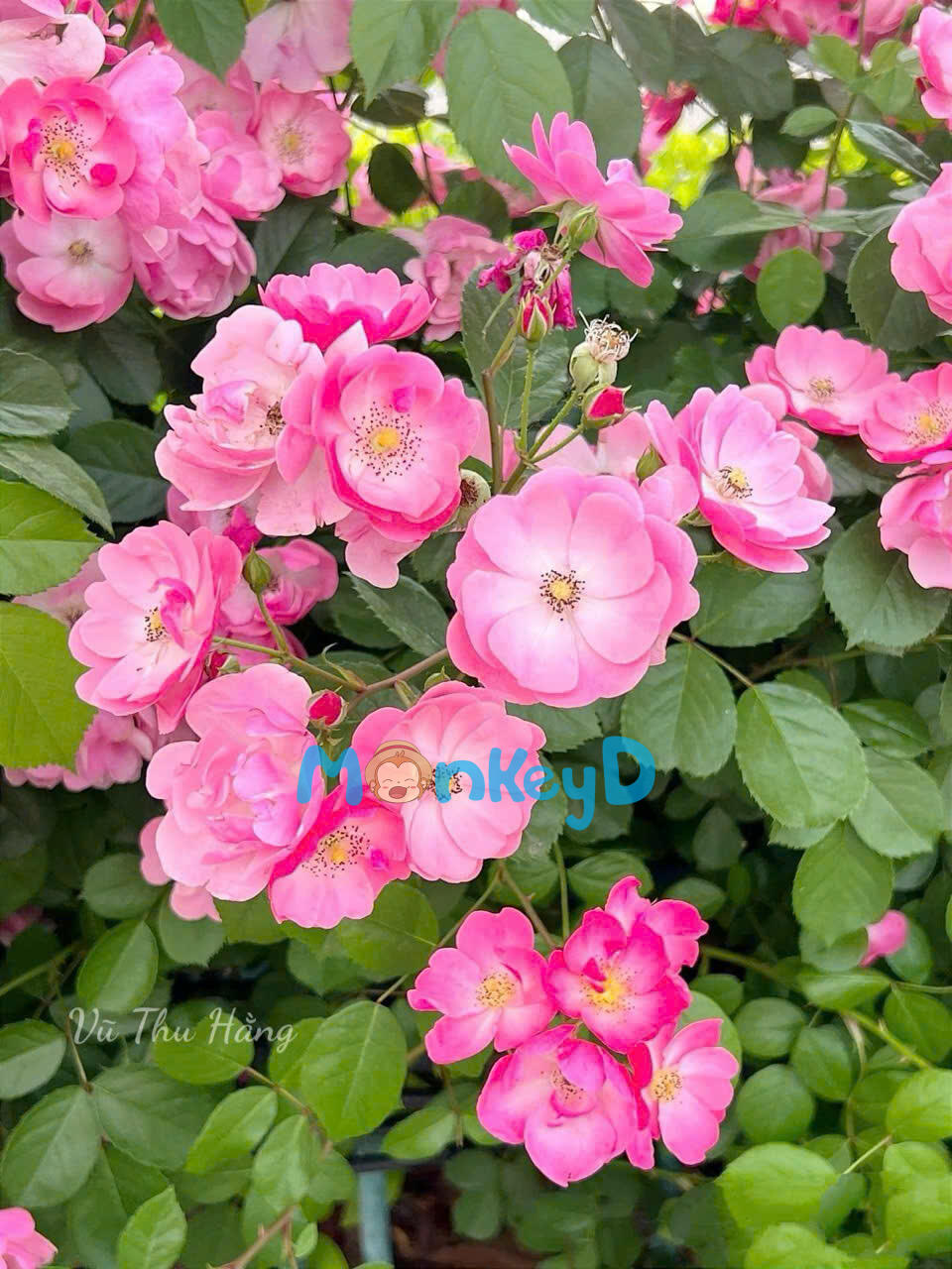 TỨC CẢNH SINH TÌNH