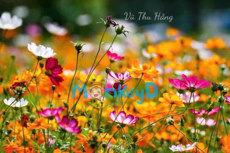 VƯỢT GIỚI HẠN