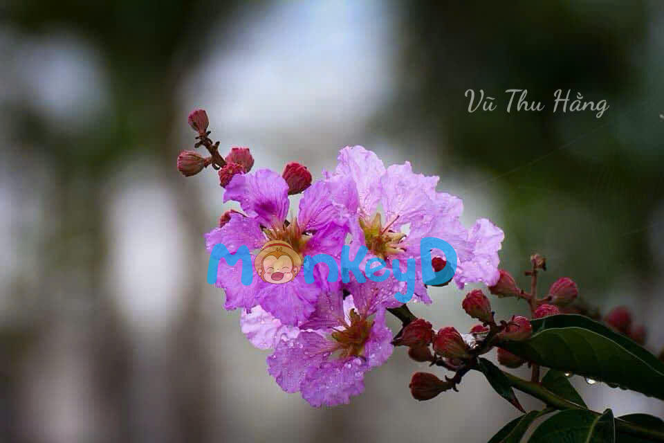 DẤU VẾT HOA TRĂNG