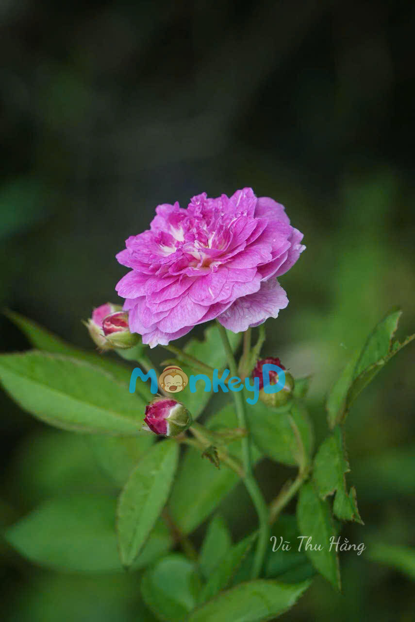 SỐNG ĐẾN NGÀY CỜ ĐỎ TUNG BAY
