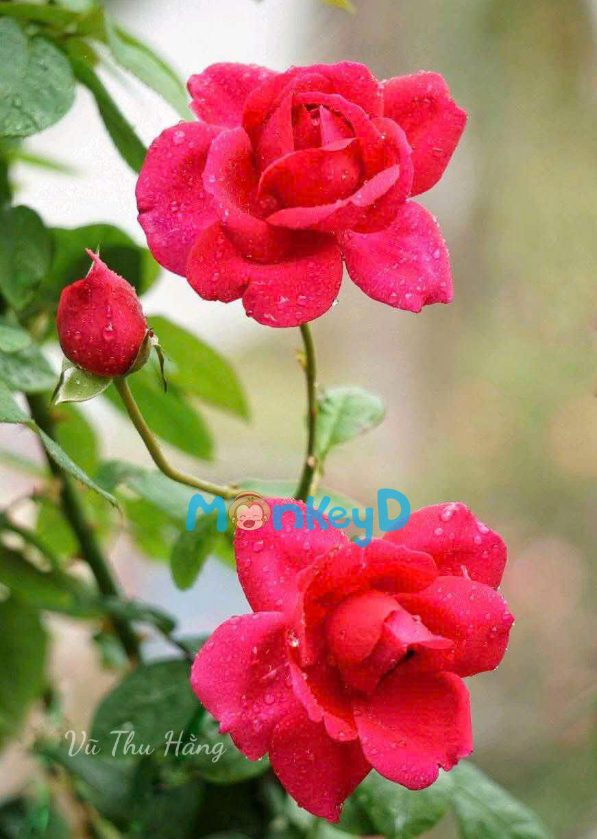 PHU QUÂN NUÔI NGOẠI THẤT LÀ MỘT NỮ NHÂN XUYÊN KHÔNG