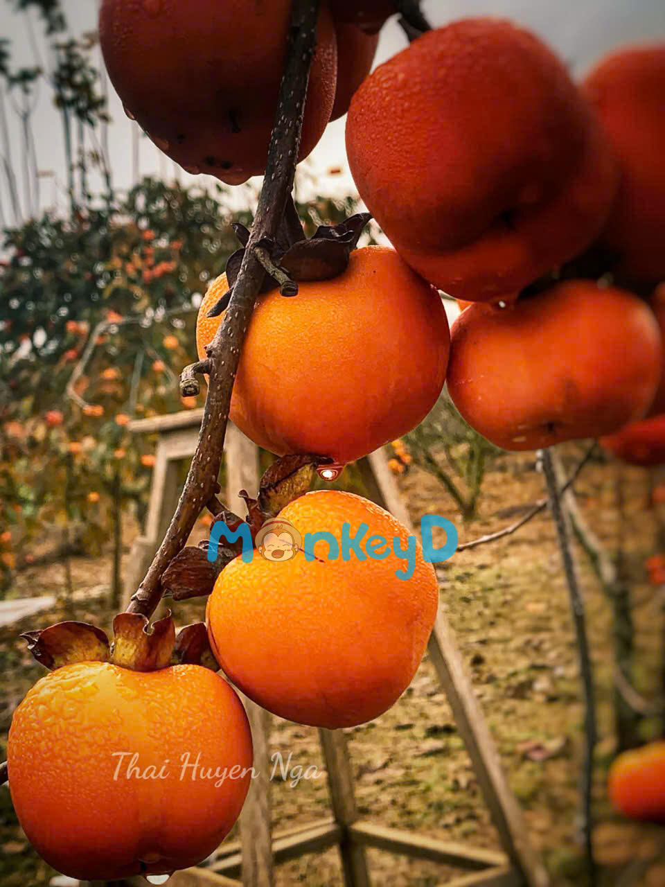 LỆ TỔNG YÊU ĐƯƠNG CUỒNG NHIỆT