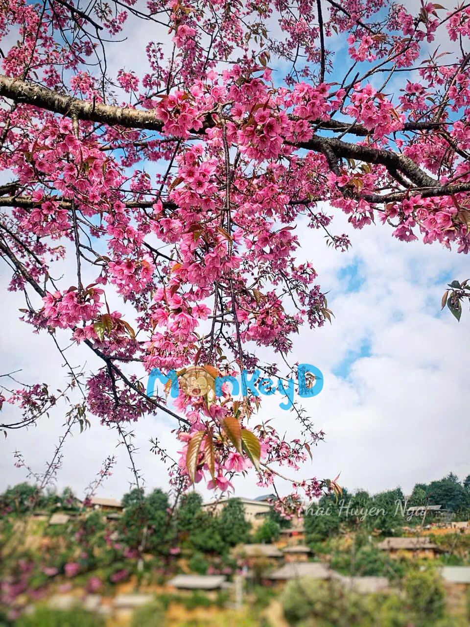 TÌNH SÂU KHÔNG LỐI VỀ