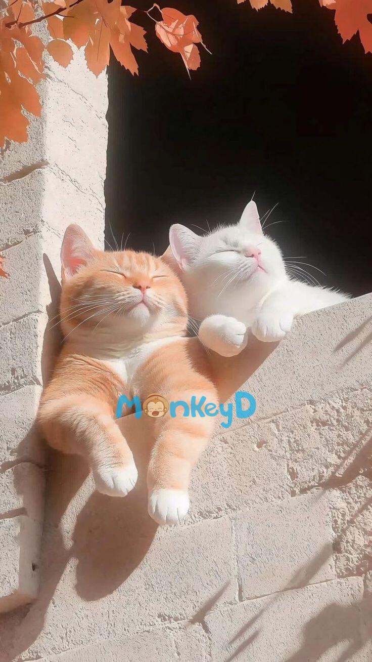 Thẩm Tổng đi khám nam khoa