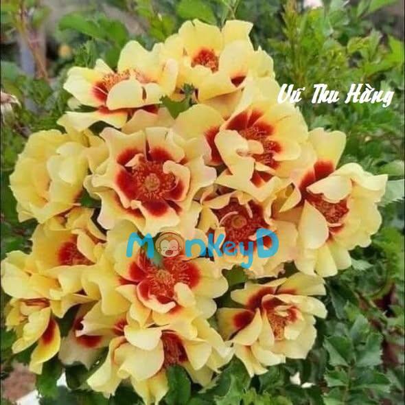 THUÊ SẾP LÀM BẠN TRAI