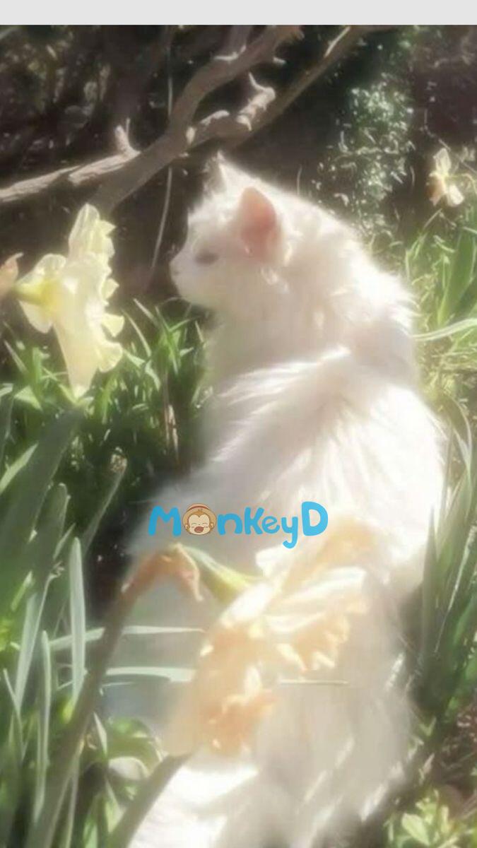 TÔI LÀ NGƯỜI ĐỔ VỎ CHO TỔNG TÀI BÁ ĐẠO