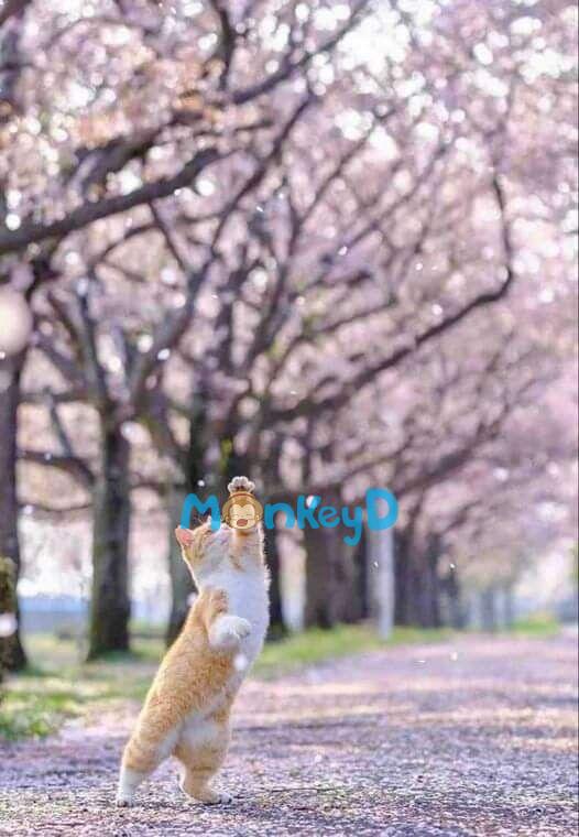 KHI GIÓ XUÂN VÌ TÔI MÀ ĐẾN