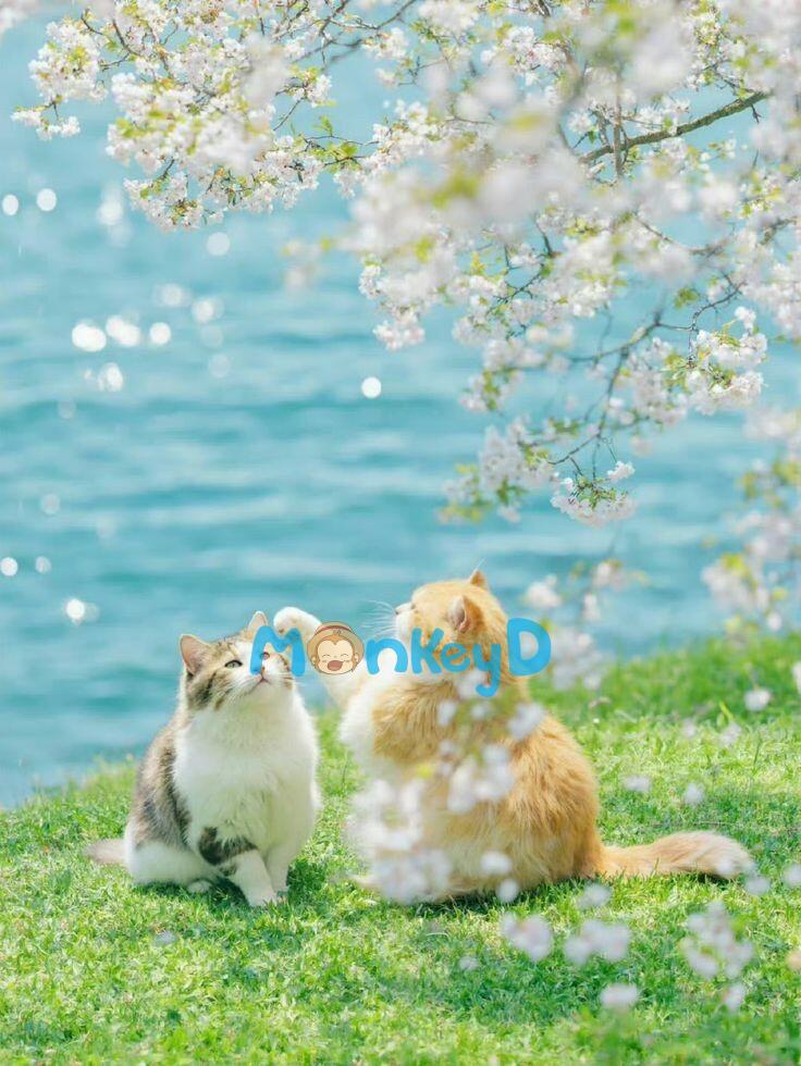 Nghe Thấy Tiếng Lòng Của Vị Thái Tử Gia Cấm Dục