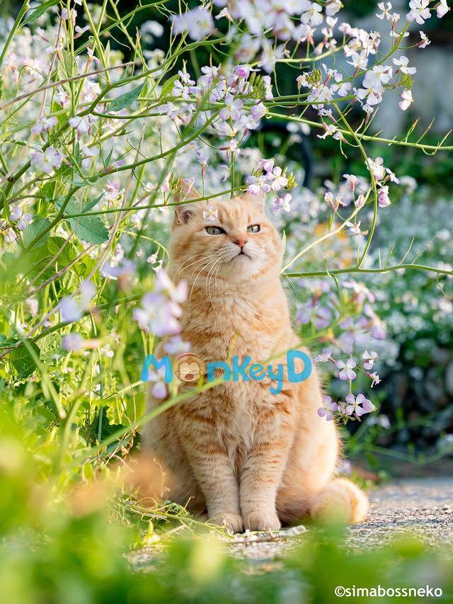 Trúc Mã Khó Chiều