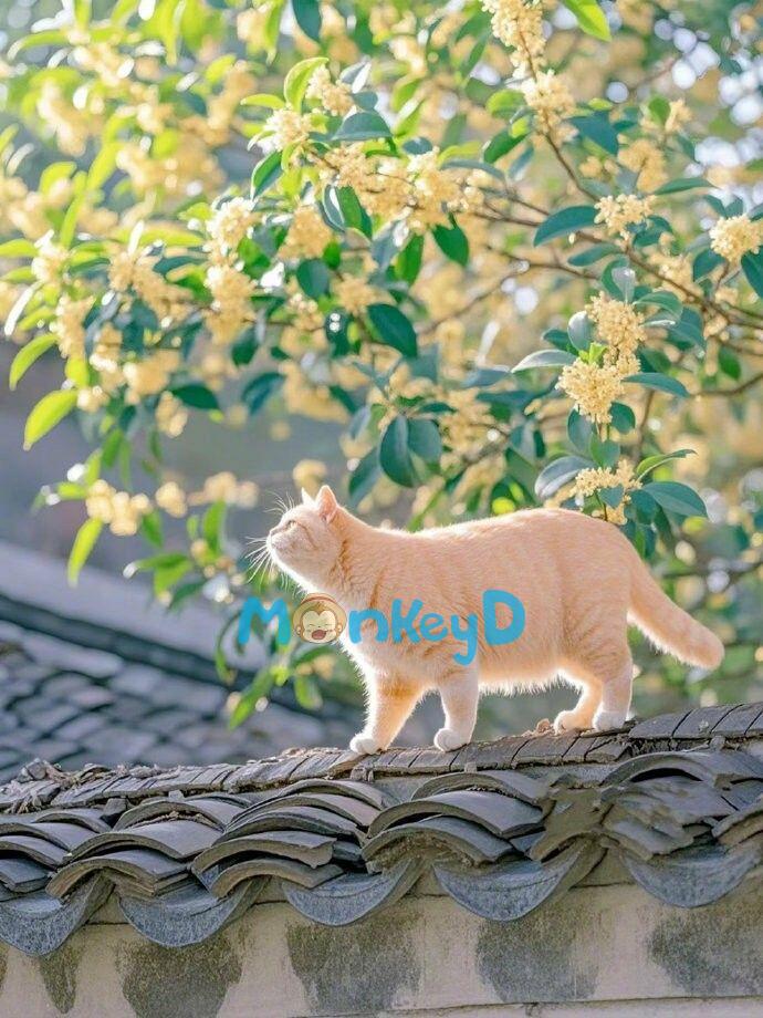 Xuyên Thành Nữ Phụ: Tôi Đem Lòng Yêu Nam Chính