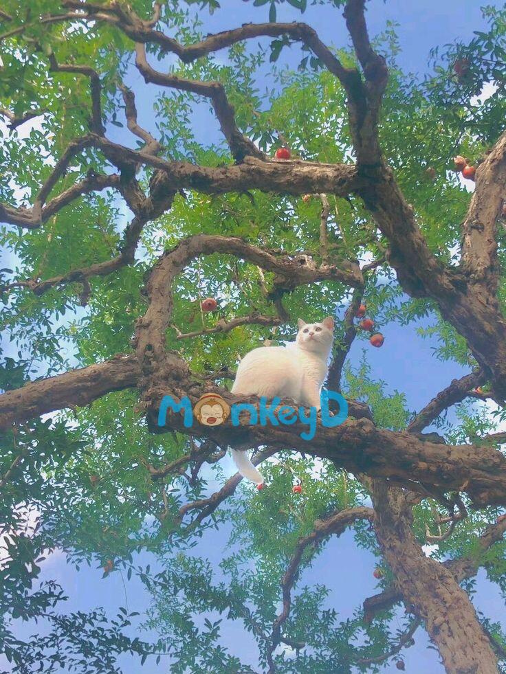 Hệ Thống Cứu Rỗi Bị Từ Chối: Nam Chính Chỉ Muốn Điên Cuồng Sủng Nữ Phụ Độc Ác