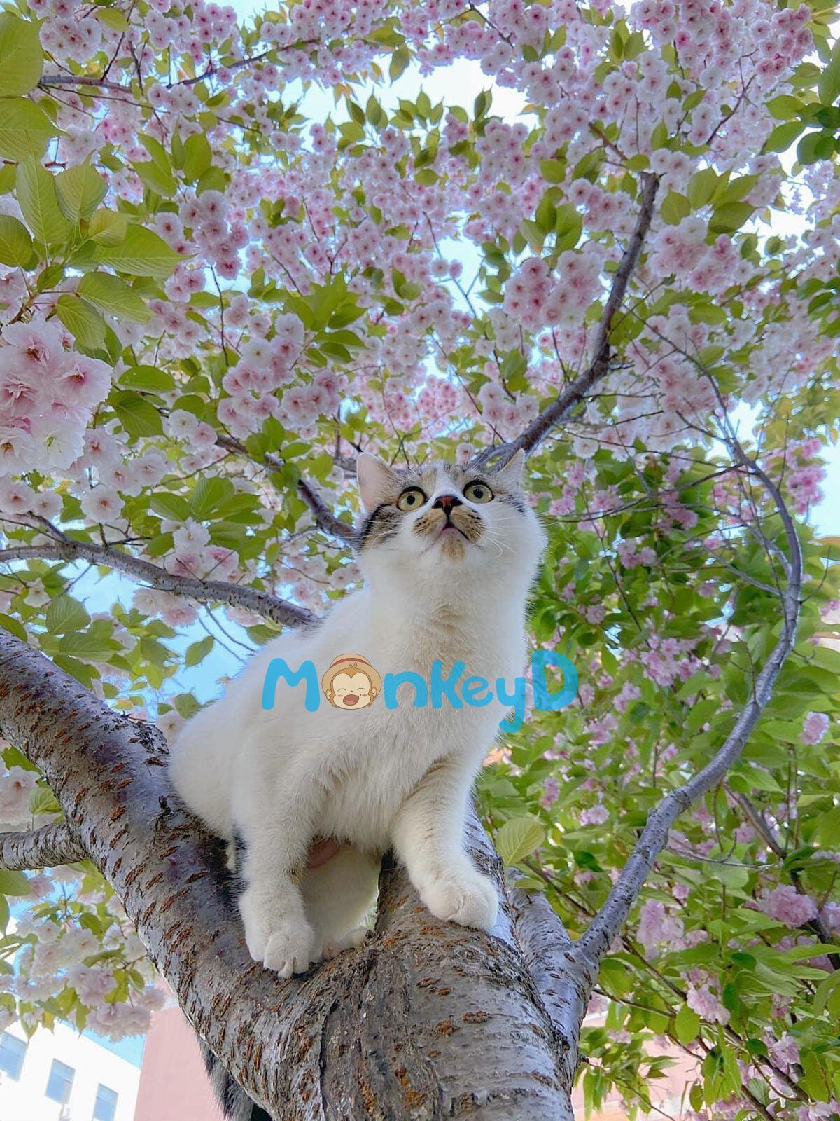 Xuyên Thành Nữ Phụ Trong Truyện Đam Mỹ, Ta Lỡ Động Lòng Với Nam Chính Rồi