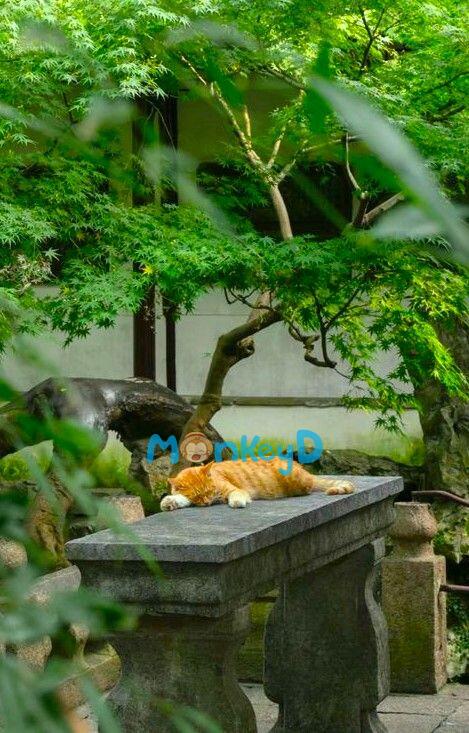 Xuyên Thành Sư Phụ Độc Ác của Nhân Vật Chính Trong Truyện Đam Mỹ, Ta Buông Xuôi Rồi