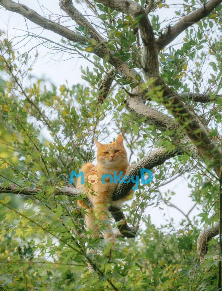 Xuyên Thành Nhân Vật Qua Đường Xinh Đẹp, Tôi Bị Nam Chính Để Mắt Đến Rồi