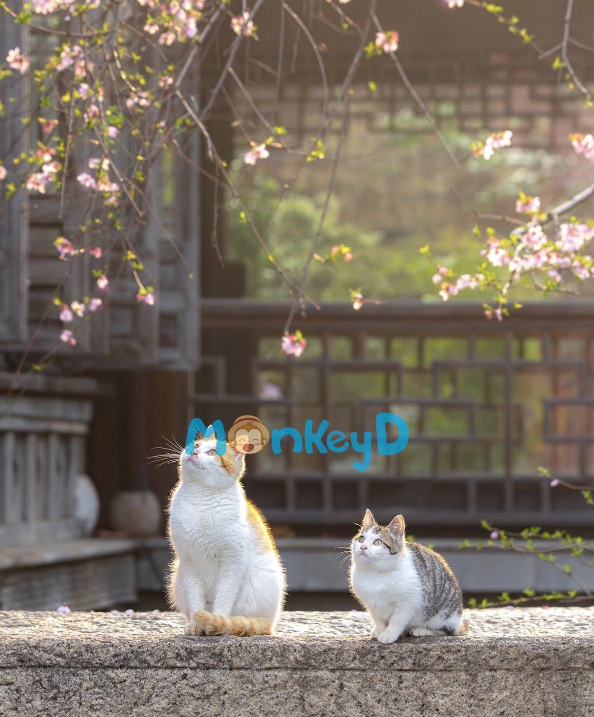 Xuyên Thành Bạn Cùng Bàn Của Nam Chính Công Trong Truyện Đam Mỹ