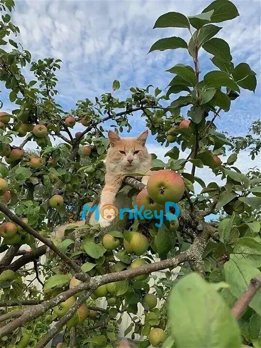 Xuyên Vào Cuốn Tiểu Thuyết Mình Yêu Thích Nhất, Ta Nỗ Lực Cứu Lấy Nam Phụ Phản Diện