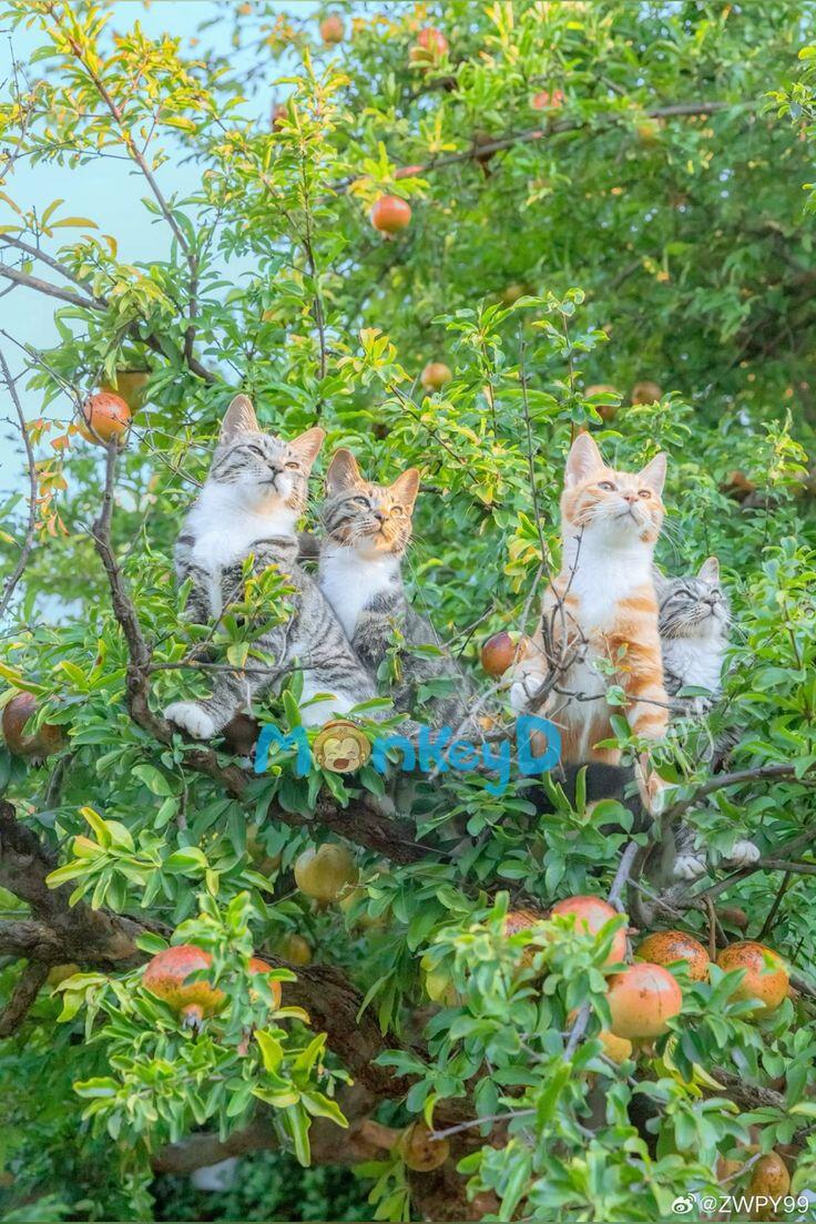 Xuyên Thành Chị Của Nam Phụ Phản Diện