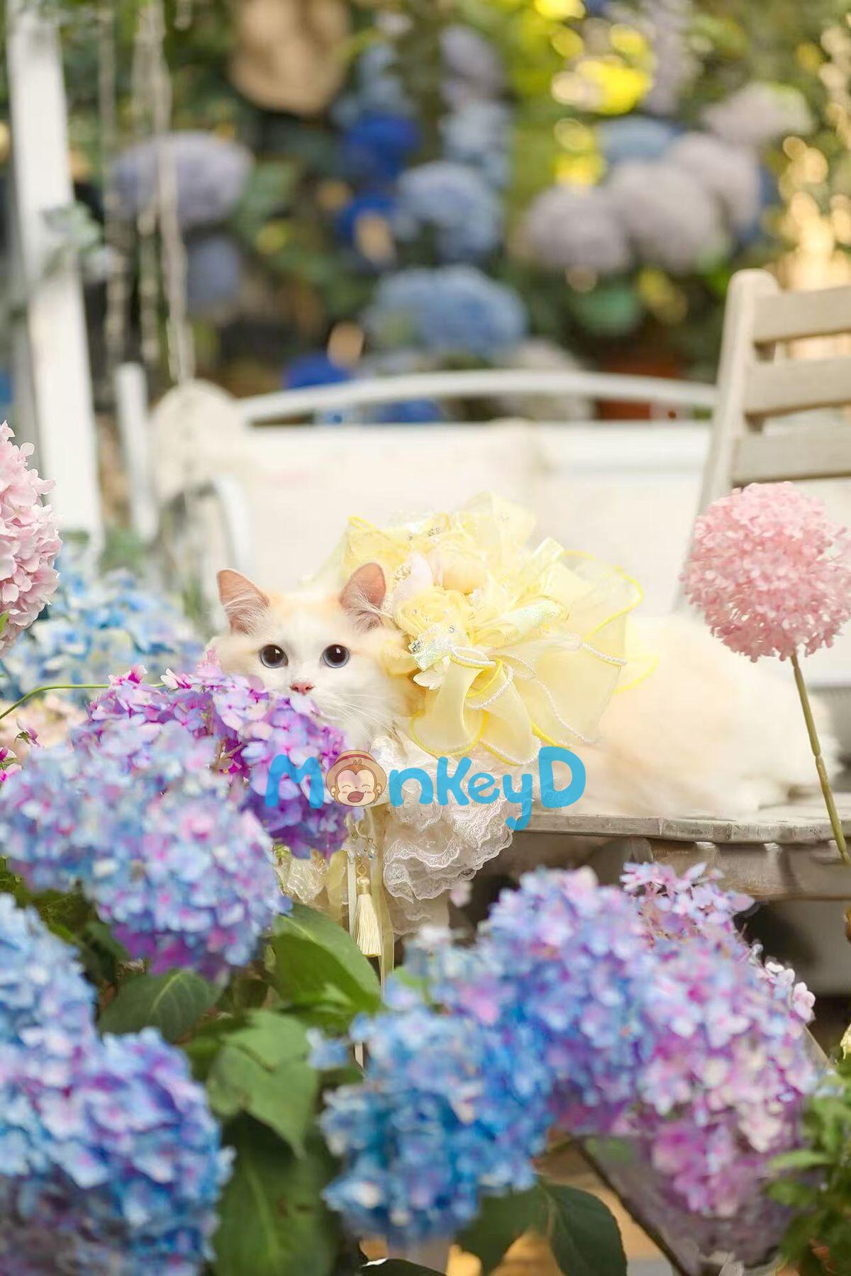 Hoa Hồng Trắng Và Xích Vàng