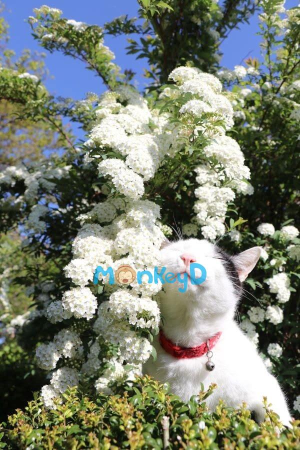 Thiên Kim Giả Đào Hôn Rồi