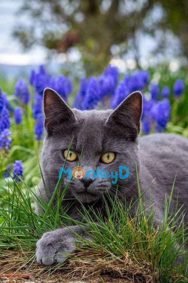 Nhặt Được Một Tiểu Hồ Ly