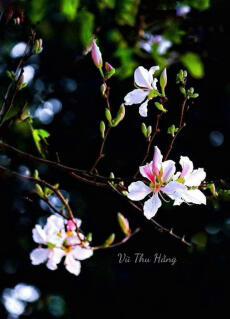 NGƯỜI CŨ HAI ĐỜI