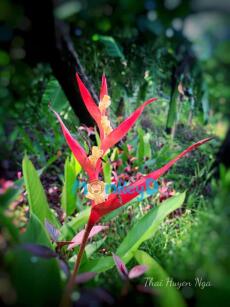 IDOL CỦA TÔI “SẬP PHÒNG” RỒI