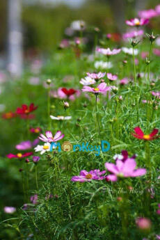 BỌN HỌ ĐỀU YÊU TA, PHẢI LÀM SAO ĐÂY?