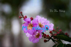 DẤU VẾT HOA TRĂNG