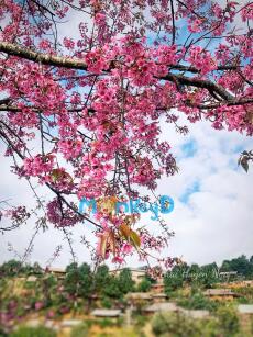 TÌNH SÂU KHÔNG LỐI VỀ