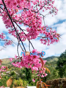 BẠCH NGUYỆT QUANG KHÔNG HỀ TỎA SÁNG