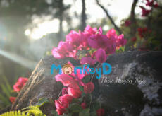 MÈO HOANG GÂY HỌA