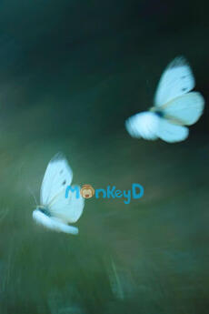 Trò Chơi Tử Thần