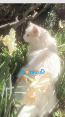 TÔI LÀ NGƯỜI ĐỔ VỎ CHO TỔNG TÀI BÁ ĐẠO