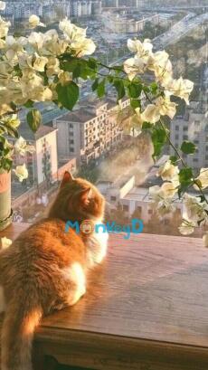 TRUYỆN CỔ TÍCH CỦA THIÊN KIM GIẢ