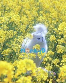 THIẾU NỮ VƯƠNG HẢI HÀ THI ĐẠI HỌC