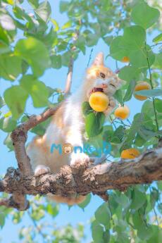 BẠN CÙNG PHÒNG CỰC PHẨM CỦA TÔI