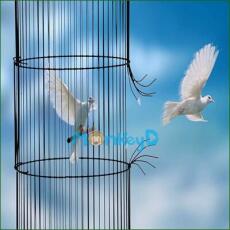 LỒNG GIAM VÀ ĐÔI CÁNH